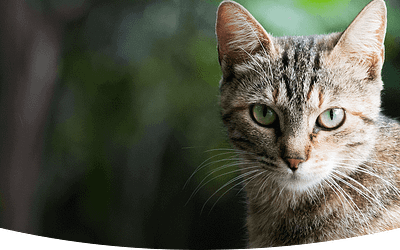 Pet Remedy: CBD and Fish Oil for Pet Health