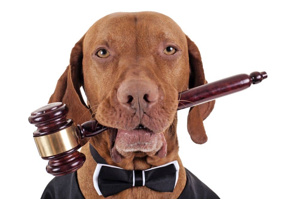 Navigating the Legal Landscape of CBD for Pets in Canada