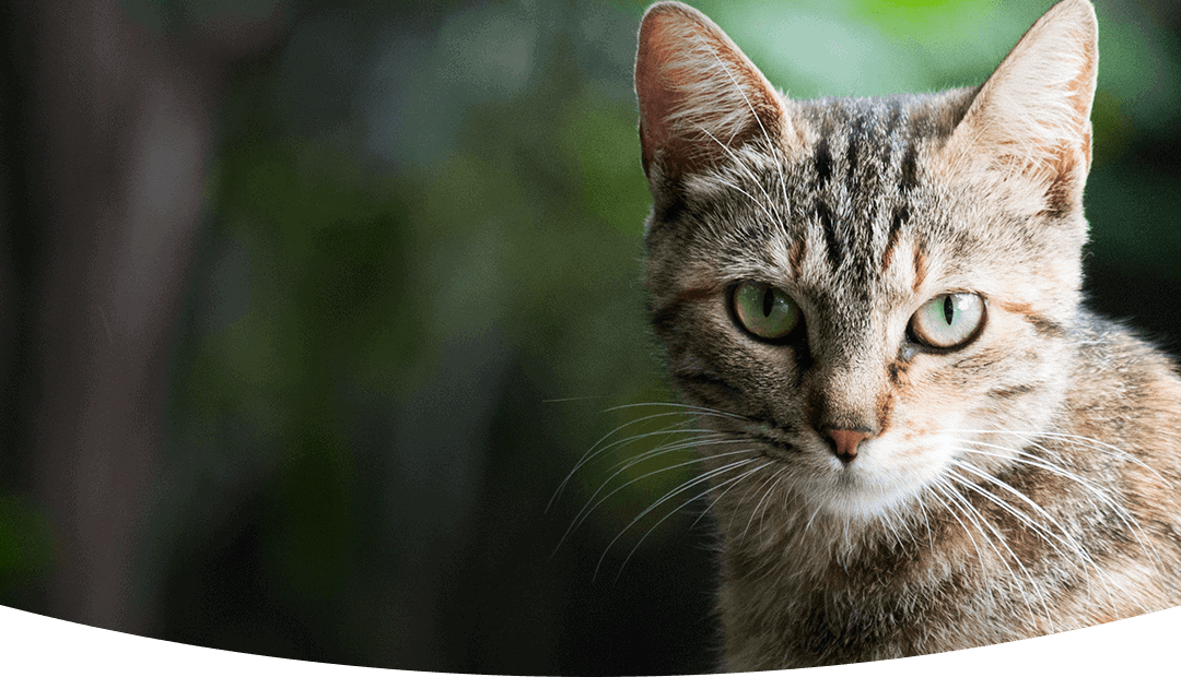 Pet Remedy: CBD and Fish Oil for Pet Health