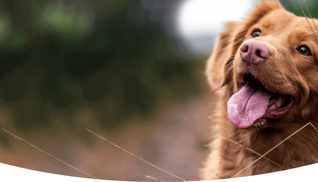 The Benefits Of CBD Oil For Dogs