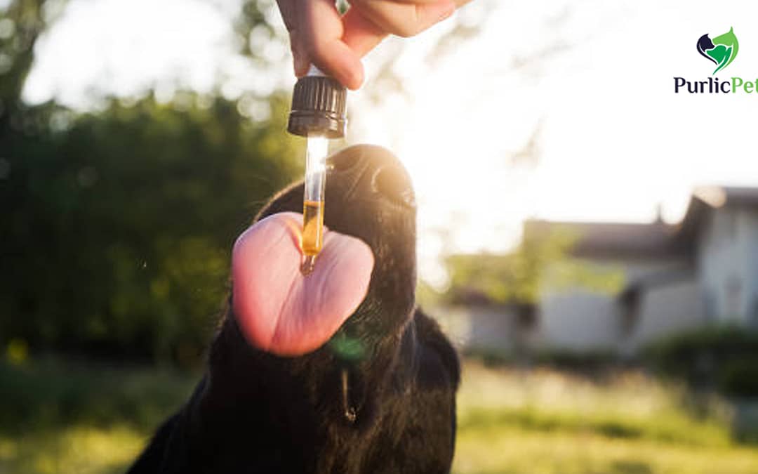 Maximize Your Pet’s Health: The Advantages of High-Dose Purlic CBD Infusions