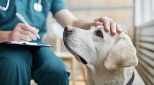 Why Wholesale CBD Tinctures Make Sense for Veterinary Clinics