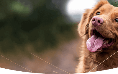 The Benefits Of CBD Oil For Dogs