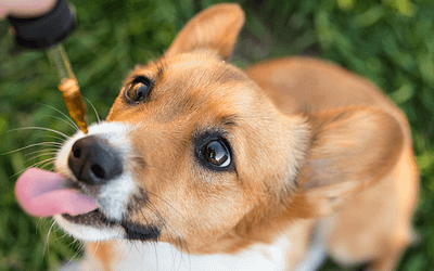 Tips for Administering CBD Tinctures to Your Pet