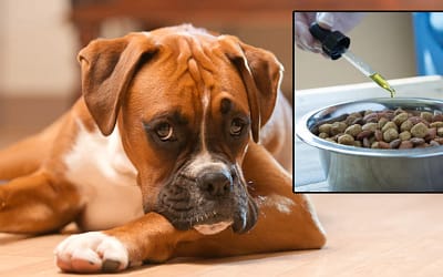 Success Stories: How CBD Tinctures Have Changed Pets’ Lives