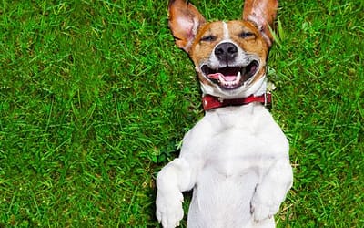 Debunking Myths: Separating Fact from Fiction in Pet CBD