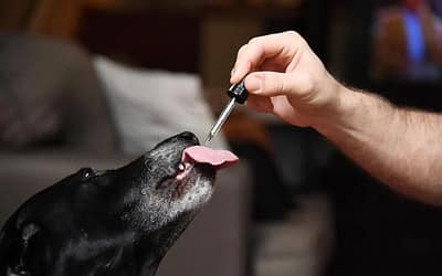 Maximizing the Effects of CBD Tinctures in Pets’ Diet