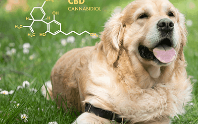 CBD for Senior Pets: How to Help Your Aging Dog or Cat
