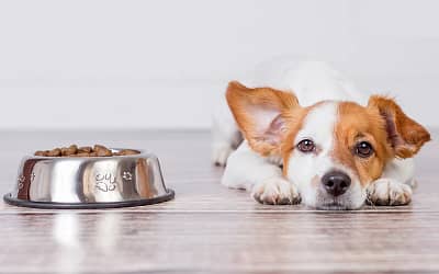 Comparing CBD Tinctures and Treats for Pets: What’s More Effective?