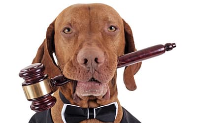 Navigating the Legal Landscape of CBD for Pets in Canada