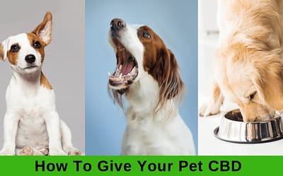 How to Choose the Right CBD Tincture for Your Dog or Cat