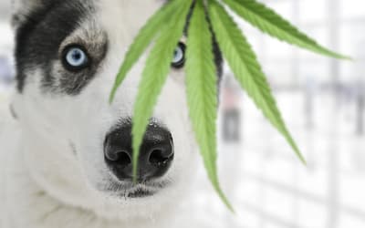 How CBD Can Complement Traditional Pet Medications