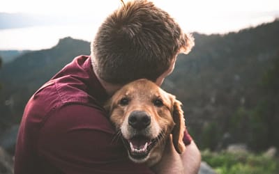The Safety of CBD: What Pet Owners Need to Know About CBD Tinctures