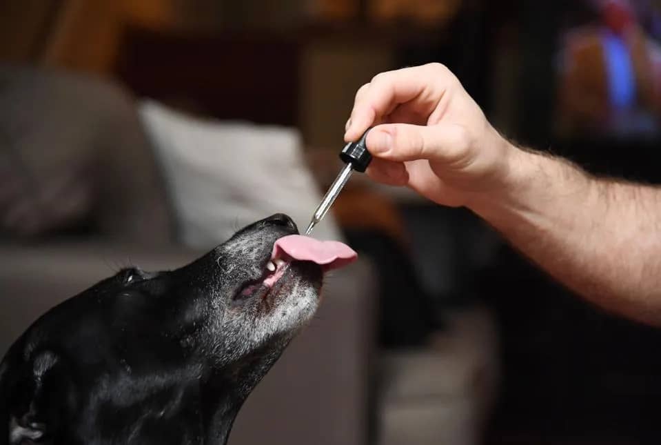 Maximizing the Effects of CBD Tinctures in Pets’ Diet