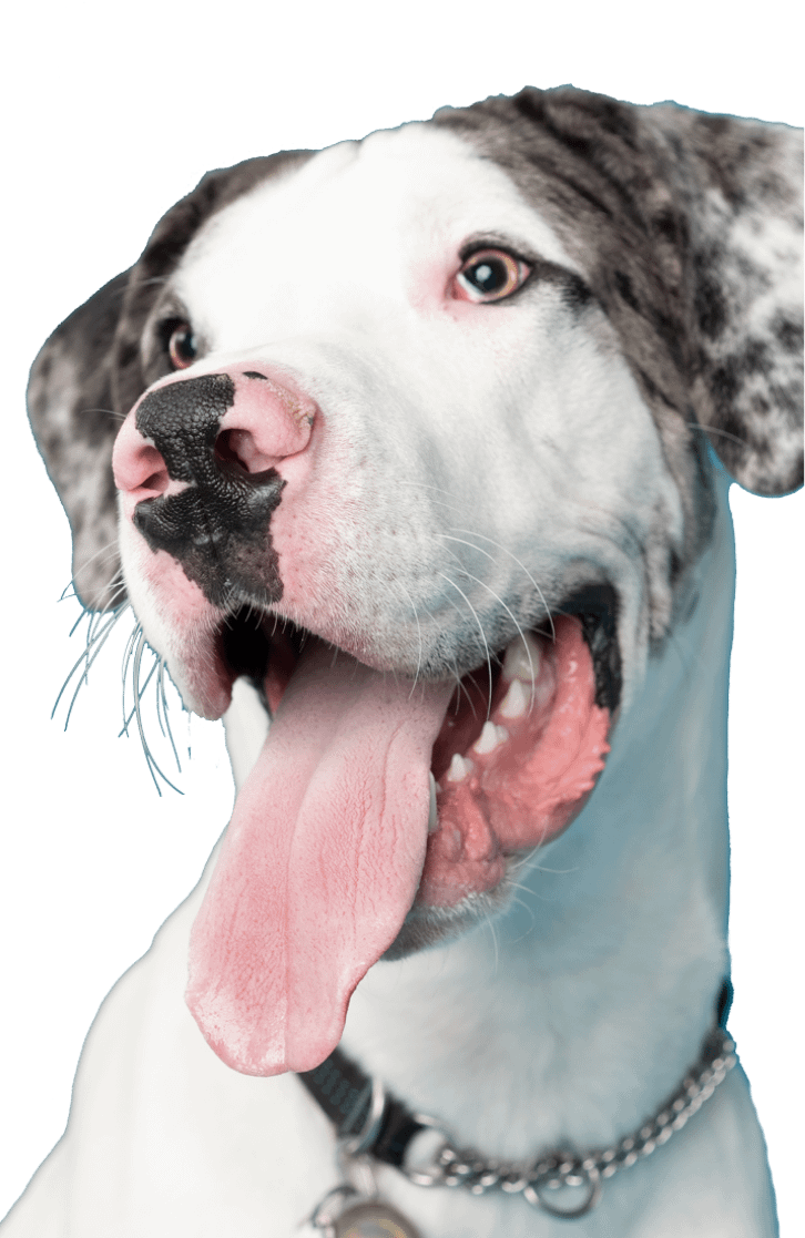 Dog-Cutout-GreyhoundArtboard