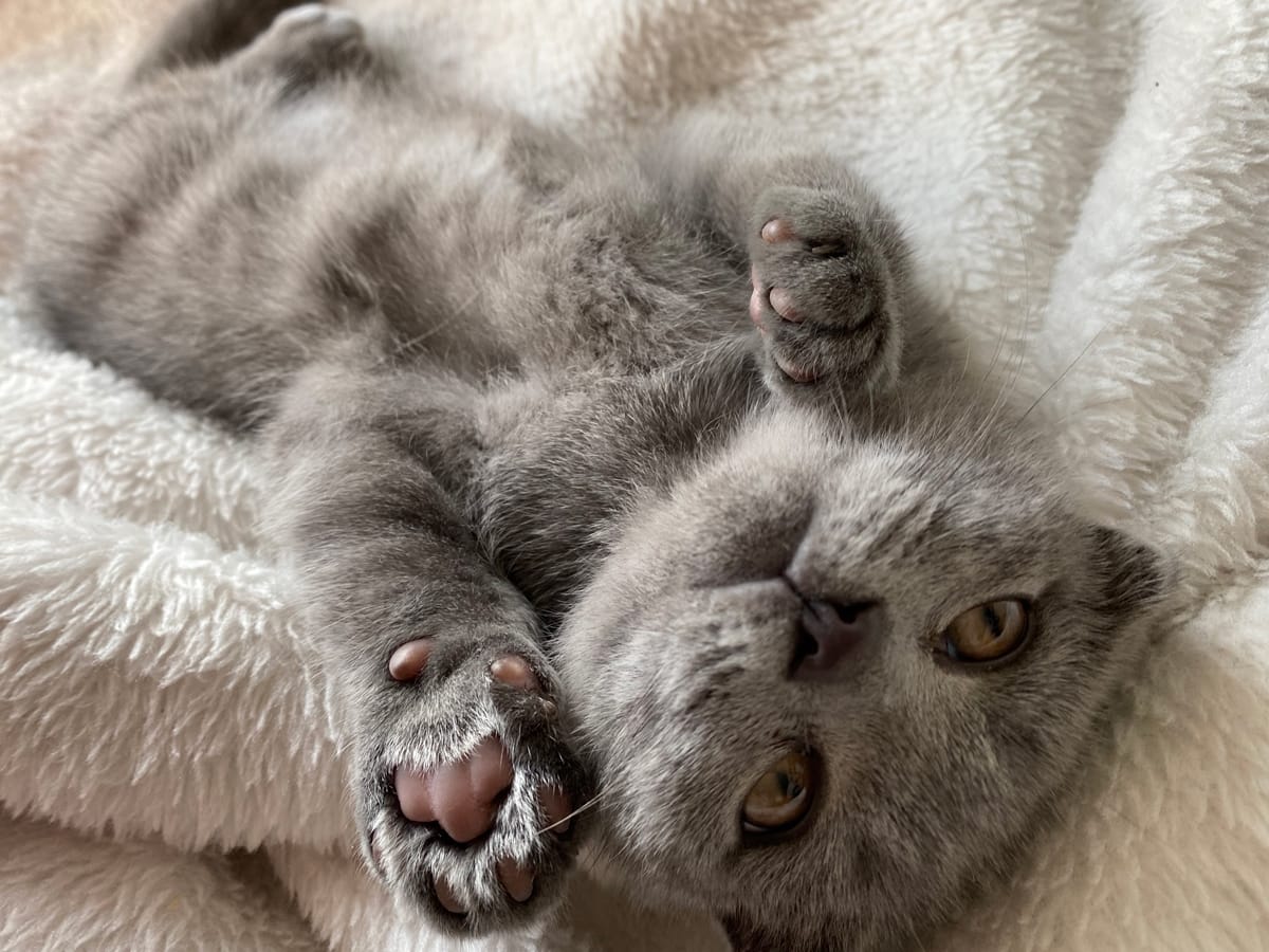 henrythecat